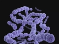 致死率高达30%！“食人菌”在日本蔓延