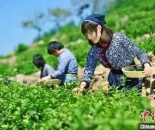 国际茶日｜年轻人也对喝茶上头了 山东茶企居北方省份中第一